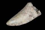 Robust, Tyrannosaurus Rex Tooth - South Dakota #93149-3